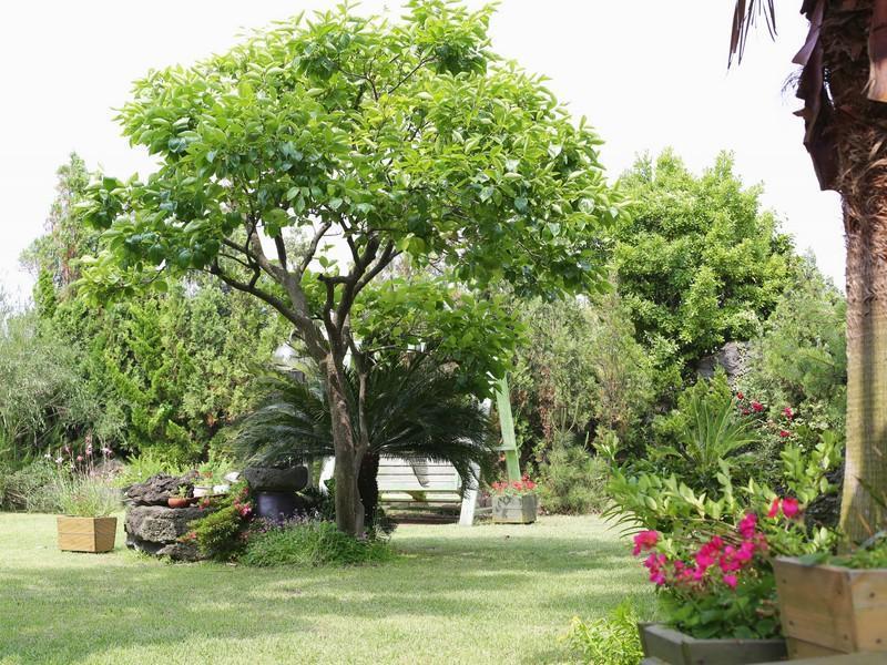 Namu Hyanggi Pension Jeju Esterno foto