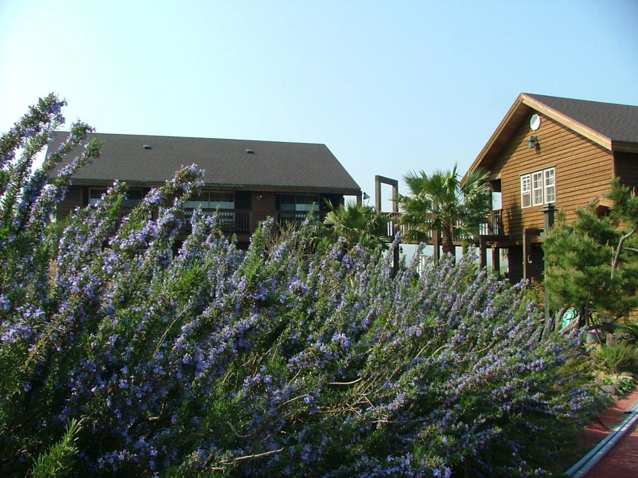 Namu Hyanggi Pension Jeju Esterno foto